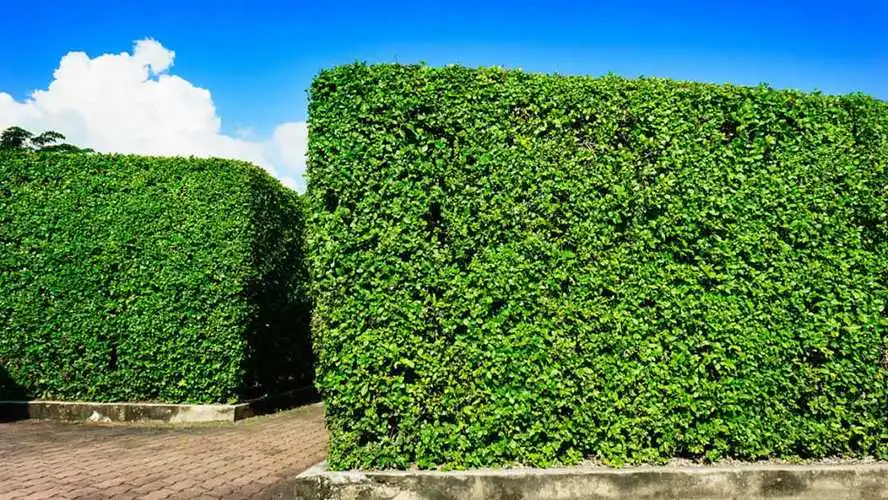 植物在绿化工程中的选取有什么原则和技巧？
