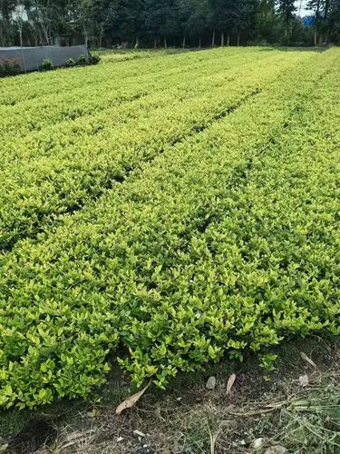 市民广场绿化工程