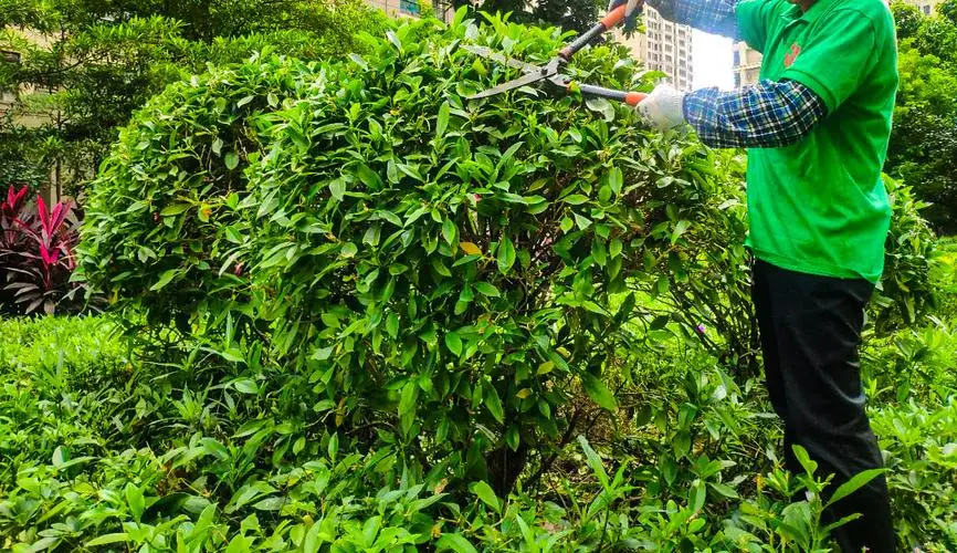 绿化工程行政执法 上海